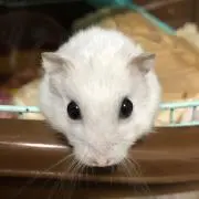 けんけんの画像