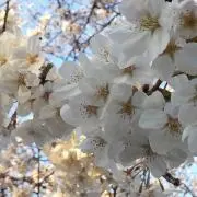 もっち