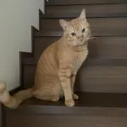 どんちゃんの画像