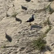 yohjiの画像