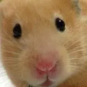 Mayukoの画像