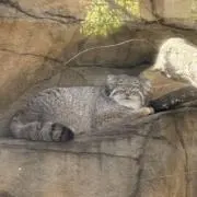 マヌルネコ