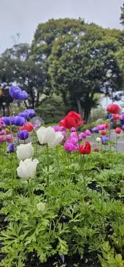 SPYAIR 銀魂 SiM 進撃の巨人 CD DVD レコード セット - メルカリ