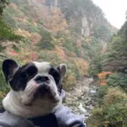 Locomocoの画像
