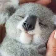 bojanfran