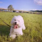 エルの画像