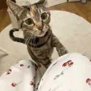 レッチャンの画像