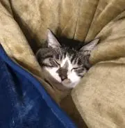 KKの画像