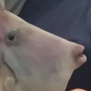 Kawahaginokimoの画像