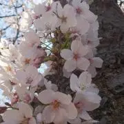 花となれ(￣▽￣;)☆即購入『不可！』