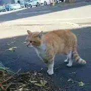 道産子DBの画像