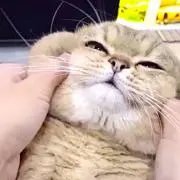 にゃん子商店☆