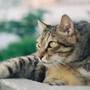 佐藤ひすいの画像