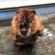 ノーマルビーバー