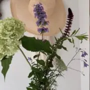 sonaの画像