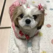 マロンの画像