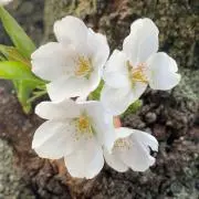 Ｙ.Ｎの画像