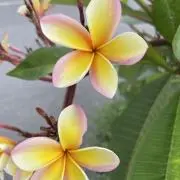 shi kaの画像