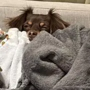 みーの画像