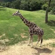 きりんの画像