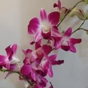 桜の画像