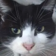 maruoの画像