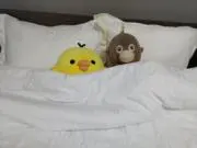 さぼてんの画像