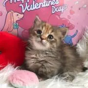 ゆこの画像