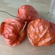 はなみずき書房の画像