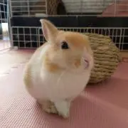 SYMの画像