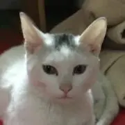 つばきの画像