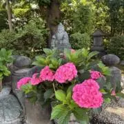 AO222の画像