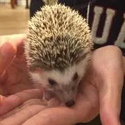 こまめ