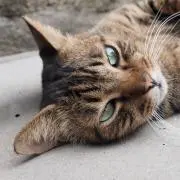 ねこ蔵