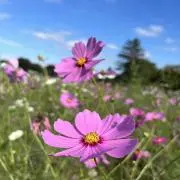 凛Rin【24時間以内発送頑張ってます】の画像