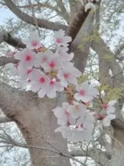 kkの画像