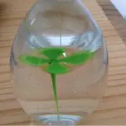 カメやんの画像