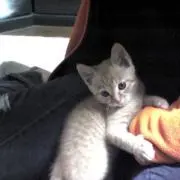 ちゃぴの画像