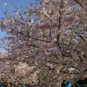 kaacoo