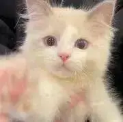 花子の画像