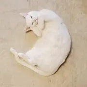 ねこにゃん