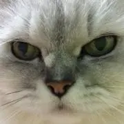 umeの画像