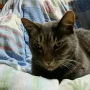 よったん