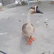 じさん