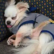 KNEの画像