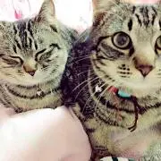 くっきー