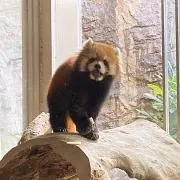 ぴぃすけの画像