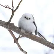 Yの画像