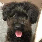 たけしの画像