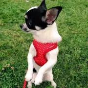 おっ君の画像